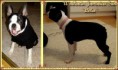/album/u%c2%b4nikatin-kennel-3-girls%2c-2-boys%3a-sunglo%c2%b4s-holiday-ribbons-n%c2%b4bows-imp-usa-x-lex%2c-born%3a-21-5-2012/jamajka-lola-jpg/